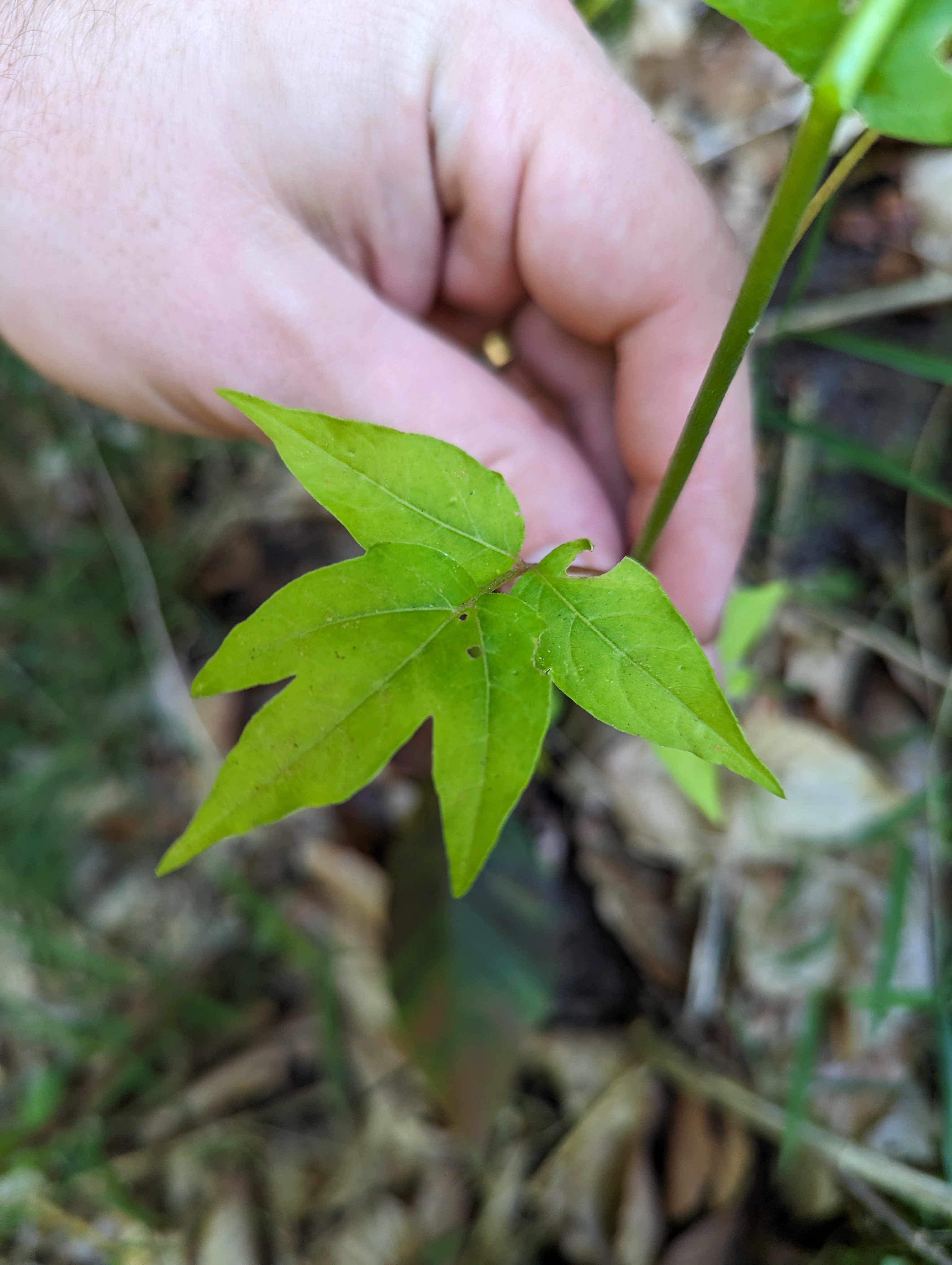 Tree of heaven seedling.